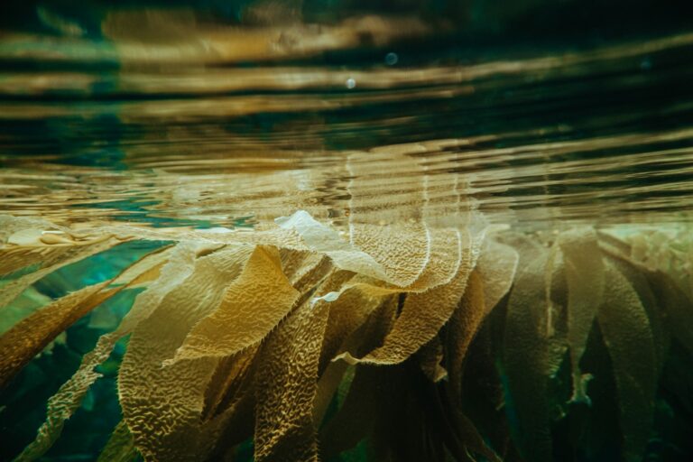 Photo by Shane Stagner - Unsplash