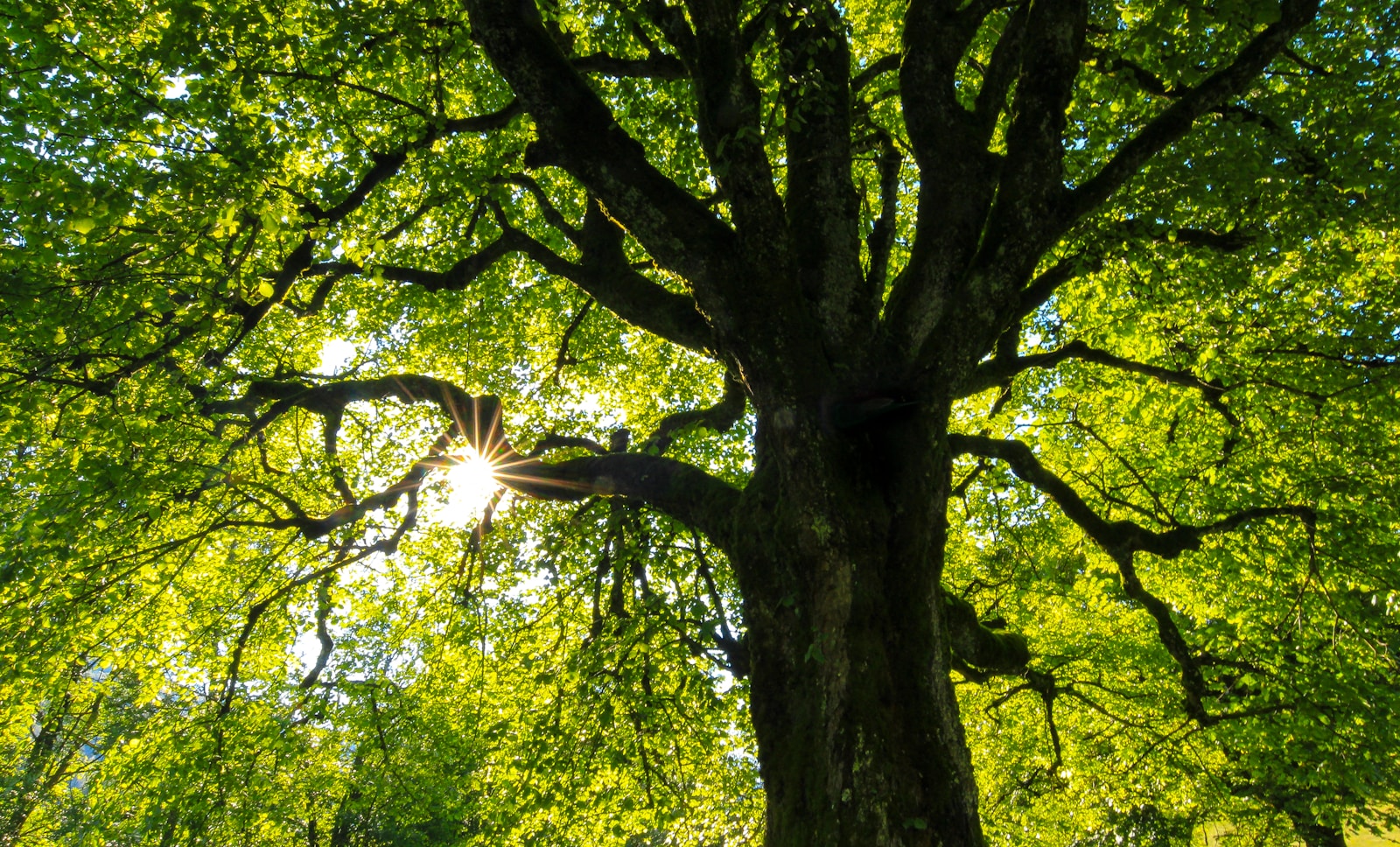 Photo by Jan Huber - Unsplash