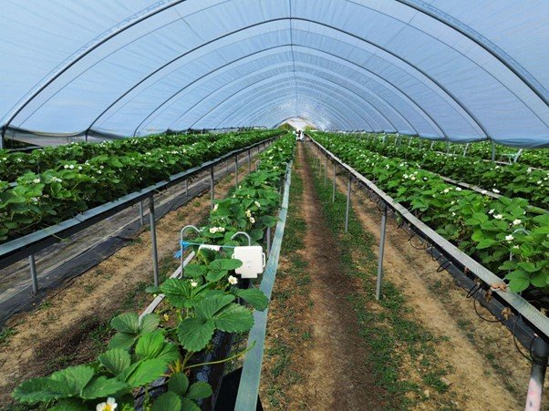 AgriSound's Polly device, shown in one of Dole's IYRIS SecondSky Polytunnels.