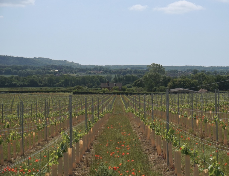 Chapel Down unveils new 119-acre vineyard and believes it could be the finest vineyard in England