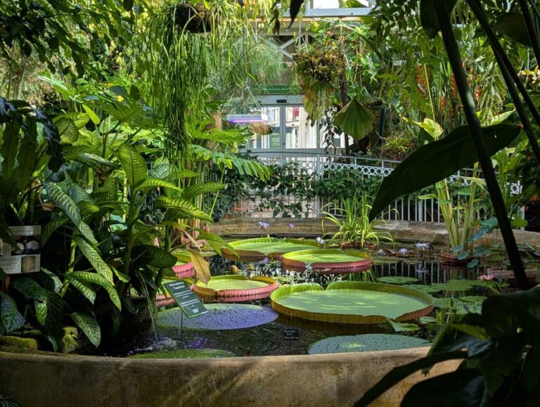 Birmingham Botanical Gardens celebrates 175-year story behind its giant waterlilies