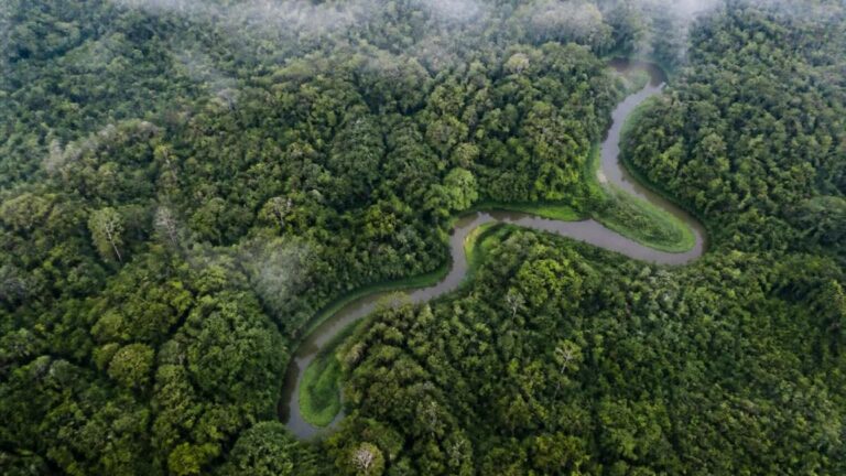 Winding river through rainforest