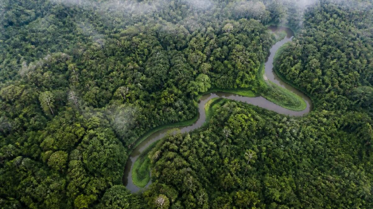 Winding river through rainforest