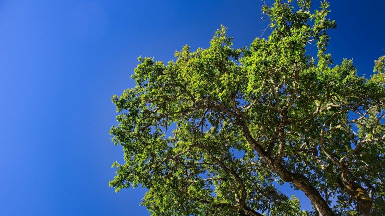 Photo by David J. Boozer - Unsplash